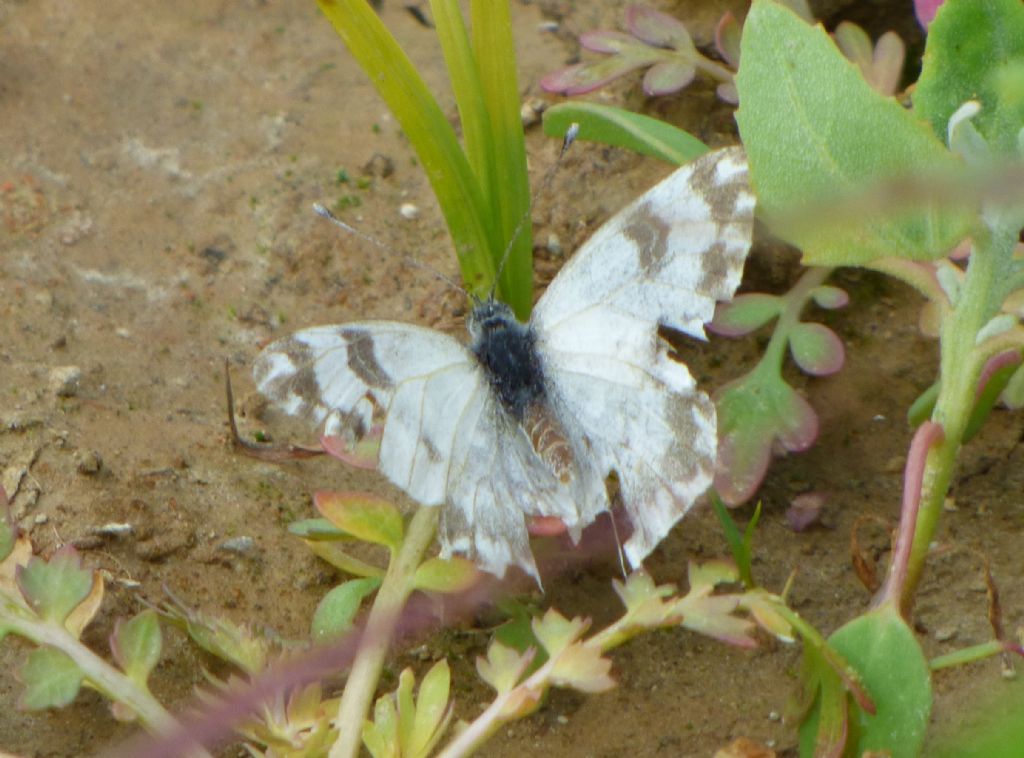 Pontia edusa strana